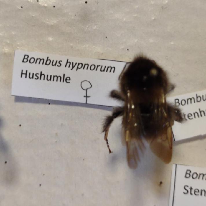 Hushumle (Bombus hypnorum)