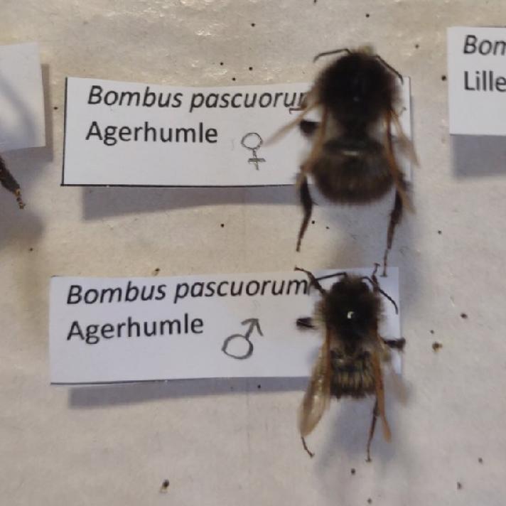 Agerhumle (Bombus pascuorum)