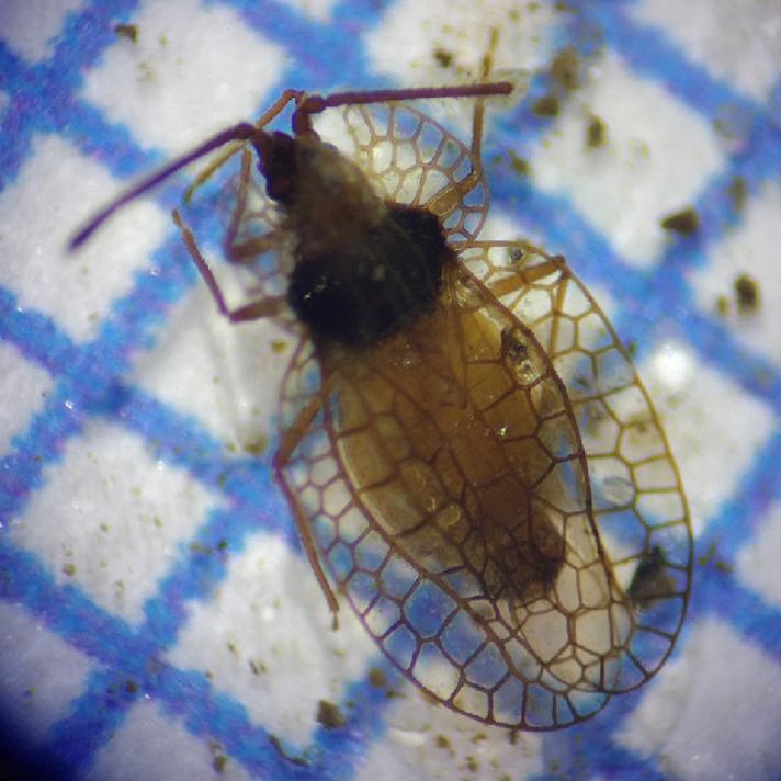 Blæremasketæge (Derephysia foliacea)