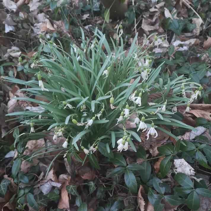 Almindelig Vintergæk (Galanthus nivalis)