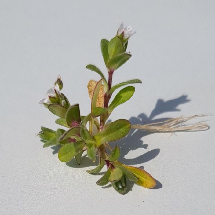 Almindelig Hønsetarm (Cerastium fontanum ssp. vulgare var. vulgare)