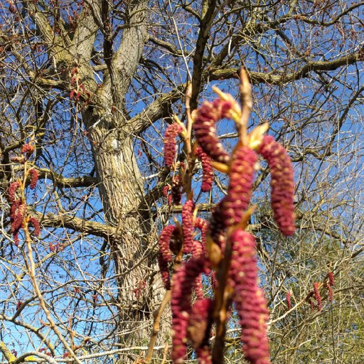 Sort Poppel (Populus nigra)