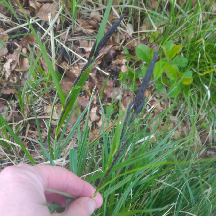 Star sp. (Carex sp.)