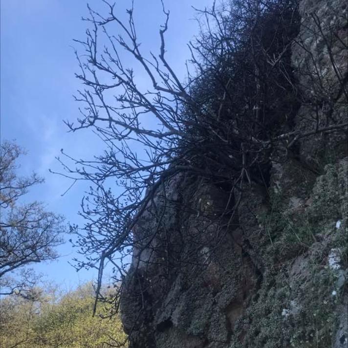Klippe-Røn (Sorbus rupicola)