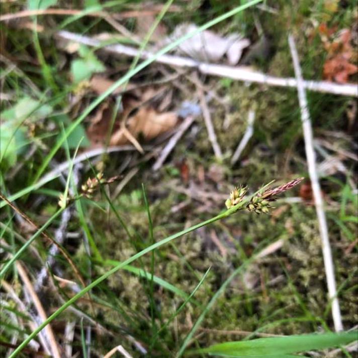 Pille-Star (Carex pilulifera)