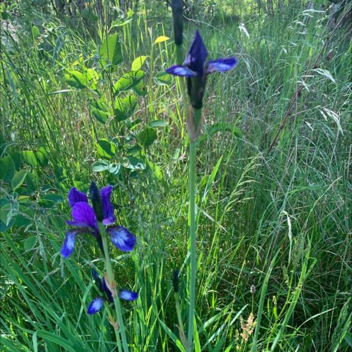 Iris sp.