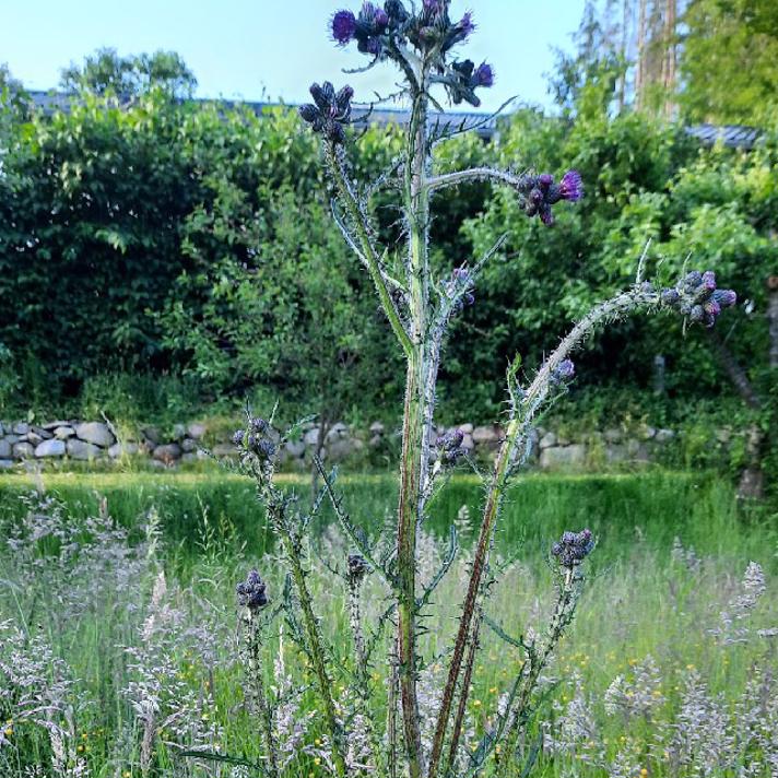 Kær-Tidsel (Cirsium palustre)