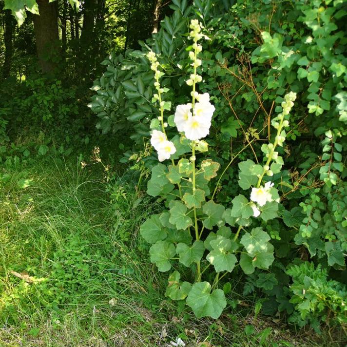 Have-Stokrose (Alcea rosea)