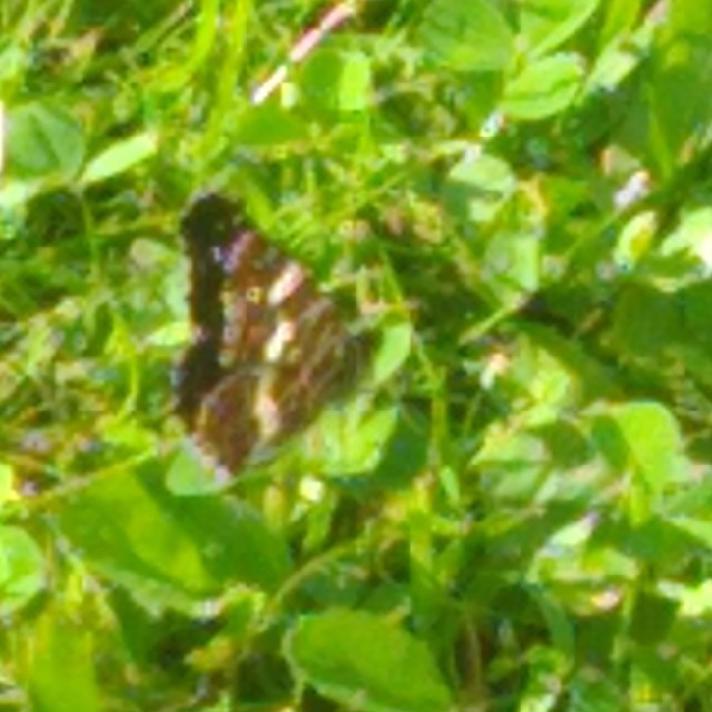 Nældesommerfugl (Araschnia levana)