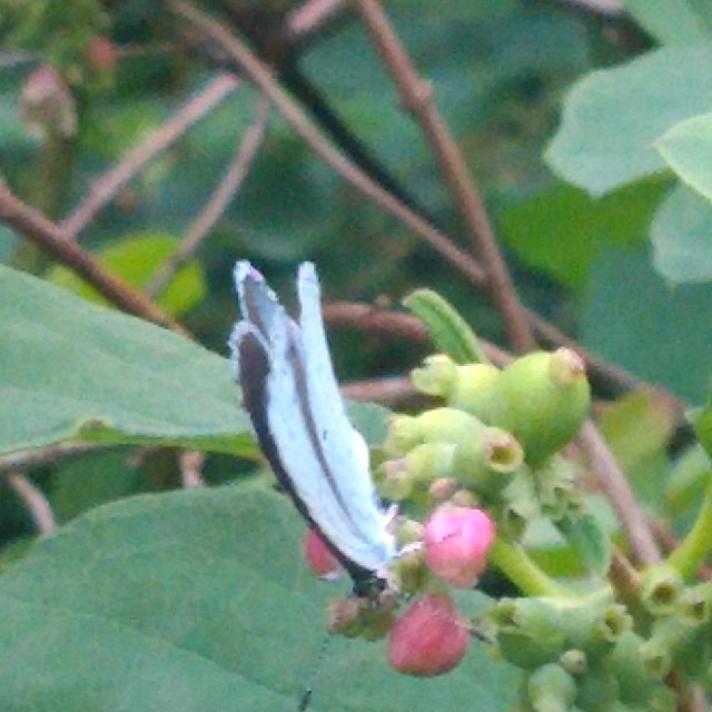 Skovblåfugl (Celastrina argiolus)