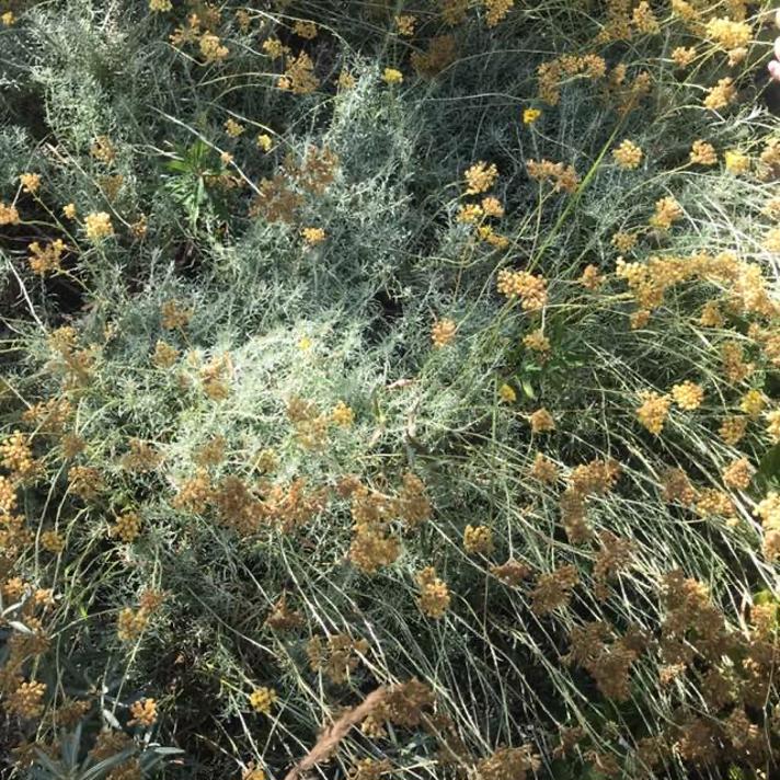 Italiensk Evighedsblomst (Helichrysum italicum)