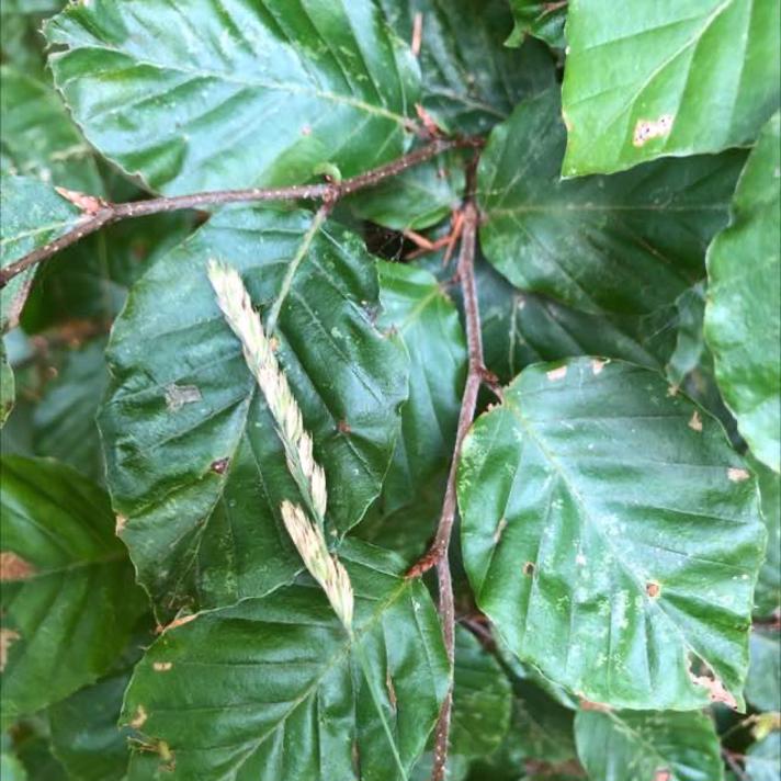 Skov-Hundegræs (Dactylis glomerata ssp. lobata)