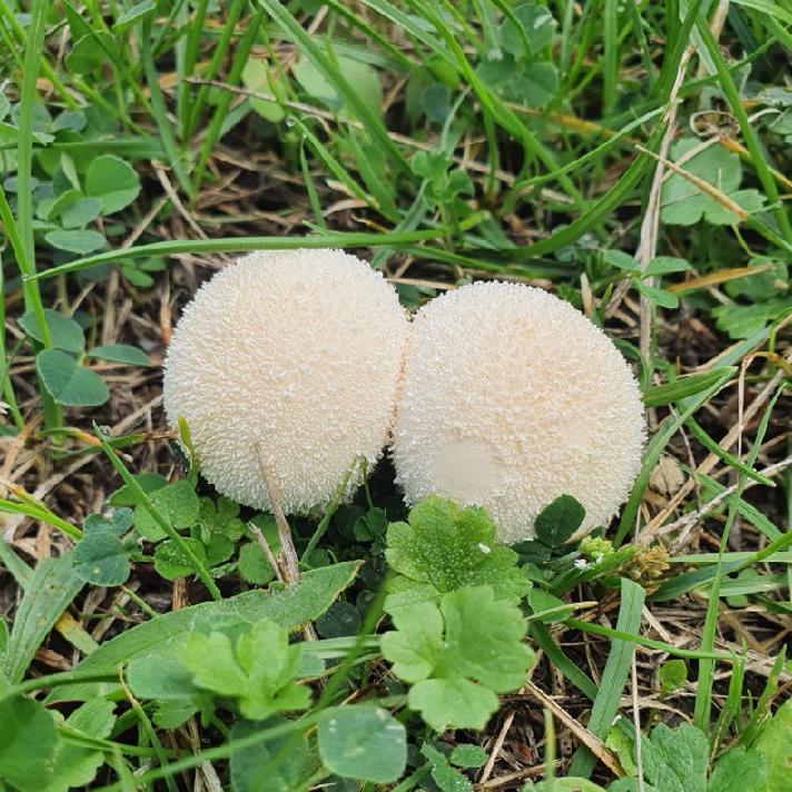 Krystal-Støvbold (Lycoperdon perlatum)