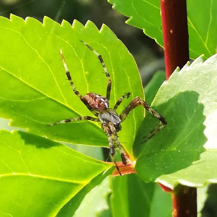 Korsedderkop (Araneus diadematus)