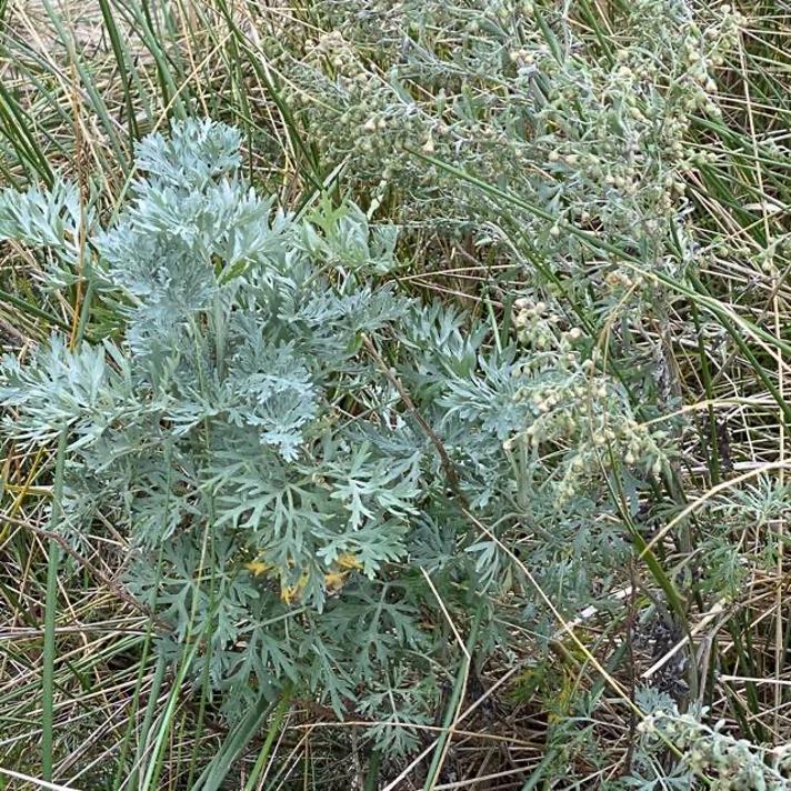 Have-Malurt (Artemisia absinthium)
