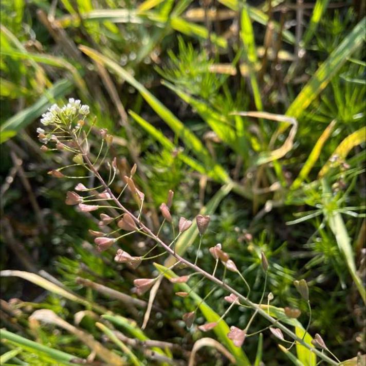 Hyrdetaske (Capsella bursa-pastoris)