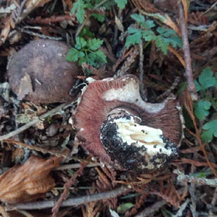 Ubestemt champignon (Agaricus)