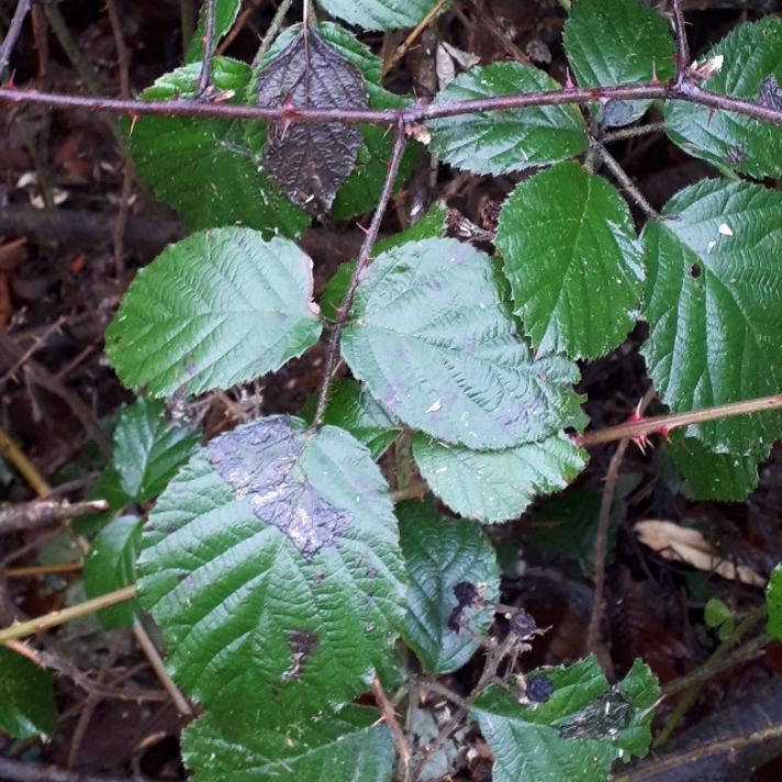 Rundbladet Brombær (Rubus vestitus)