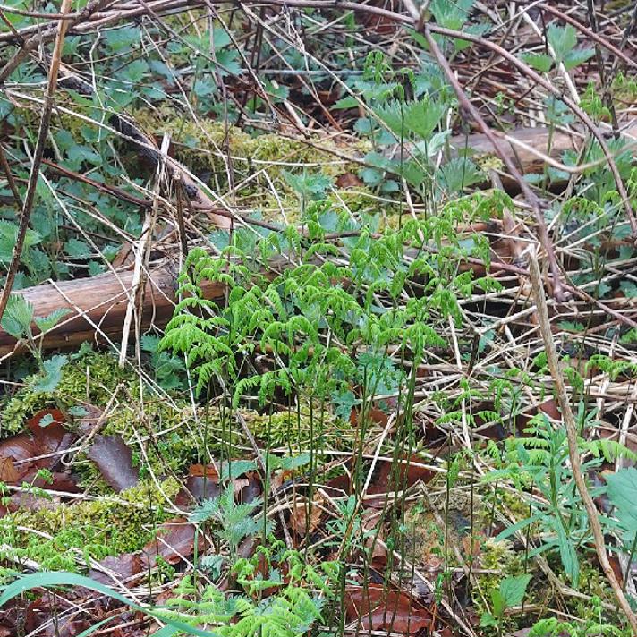 Tredelt Egebregne (Gymnocarpium dryopteris)