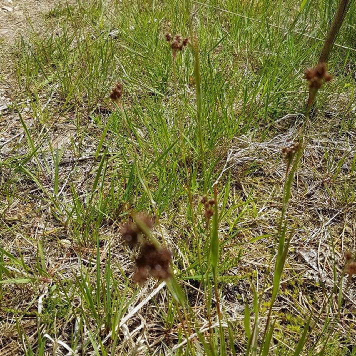 Mangeblomstret Frytle (Luzula multiflora)