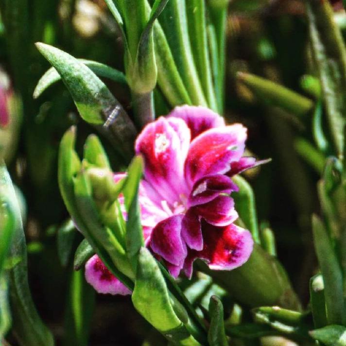 Have-Nellike (Dianthus caryophyllus)