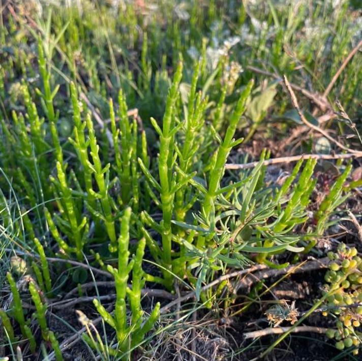 Almindelig Salturt (Salicornia europaea)