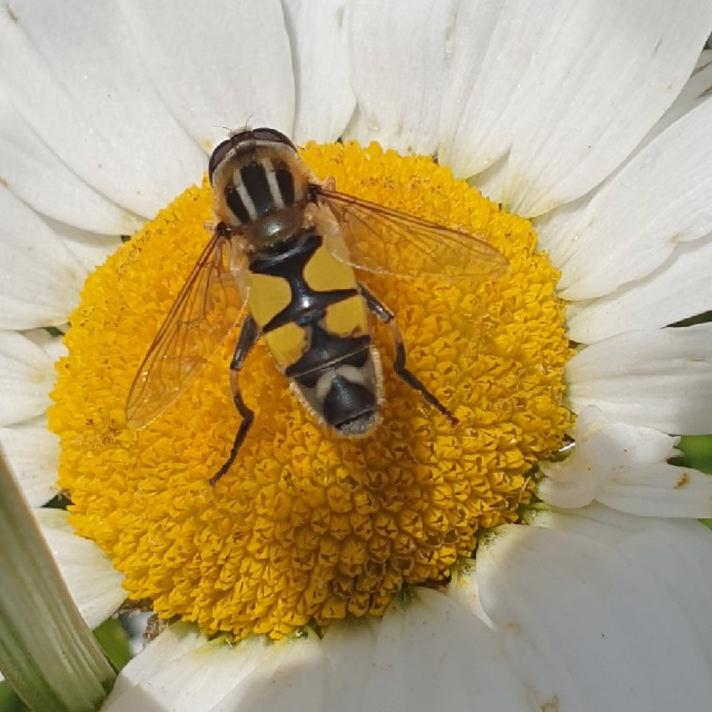 Fotograf: Lykke  Petersen 