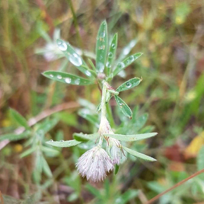 Hare-Kløver (Trifolium arvense)