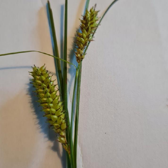 Næb-Star (Carex rostrata)