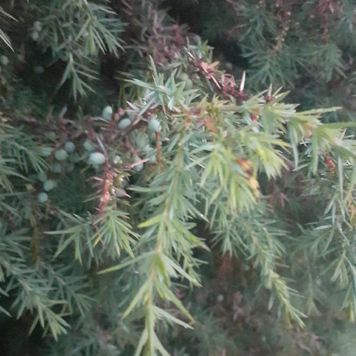 Almindelig Ene (Juniperus communis ssp. communis)