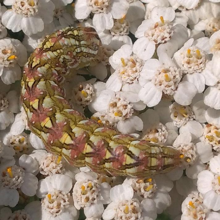 Kamille-Hætteugle (Cucullia chamomillae)