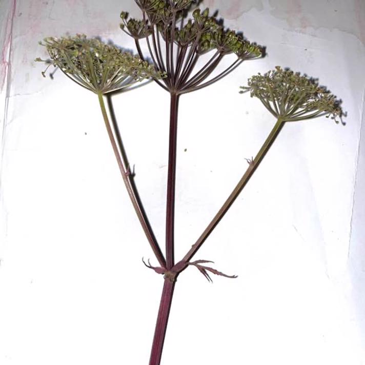 Skvalderkål (Aegopodium podagraria)