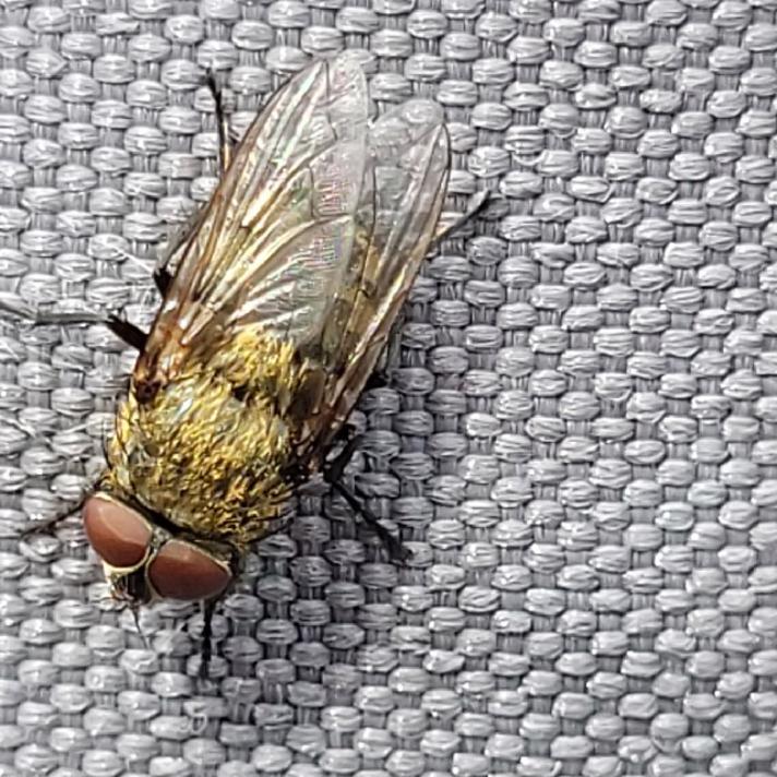 Almindelig Klyngeflue (Pollenia rudis)