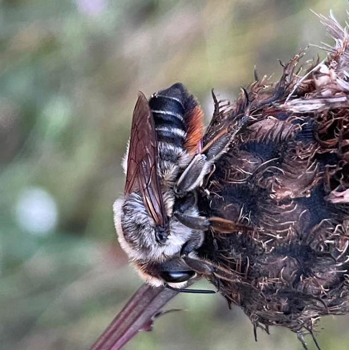 Stor Bladskærerbi (Megachile lagopoda)