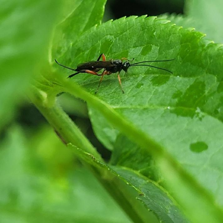 Cylloceria melancholica