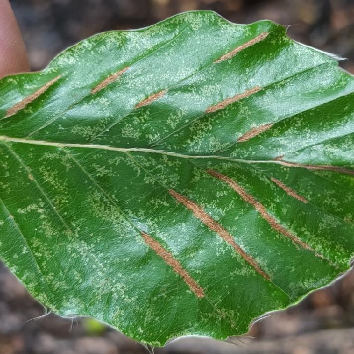 Bøgefiltgalmide (Aceria nervisequa)