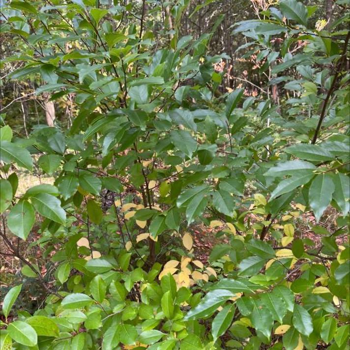 Glansbladet Hæg (Prunus serotina)