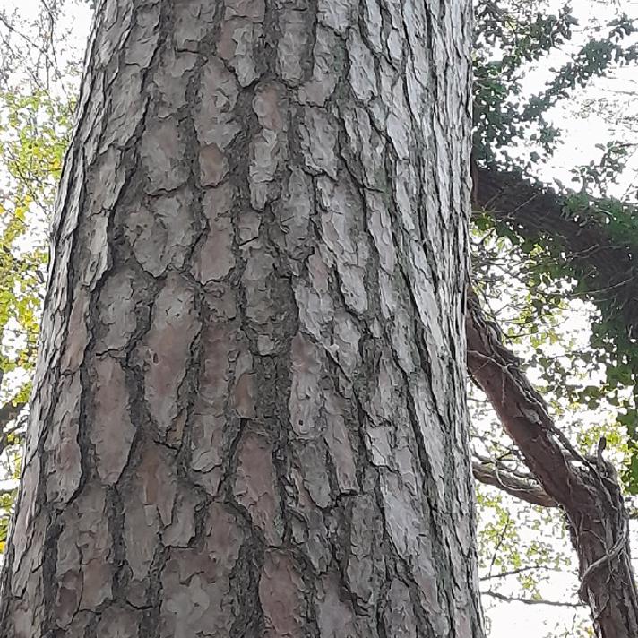 Skov-Fyr (Pinus sylvestris)