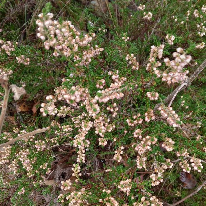 Hedelyng (Calluna vulgaris)