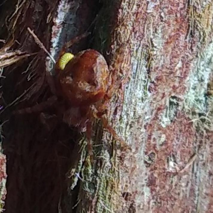 Araneus triguttatus/sturmi