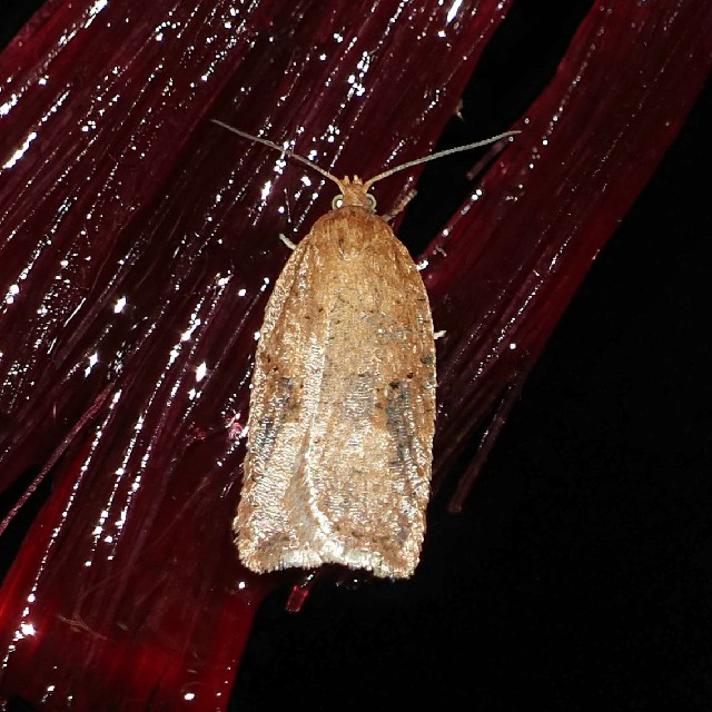 Acleris notana