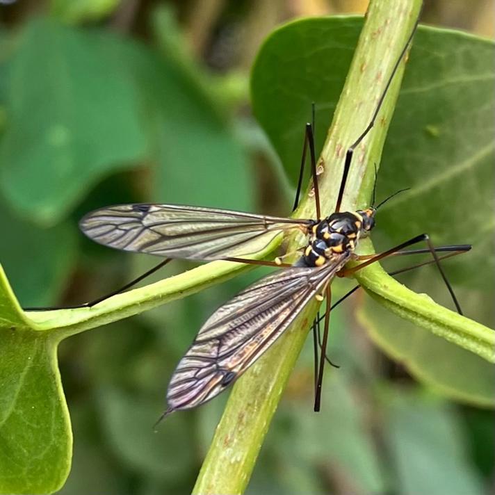 Nephrotoma pratensis