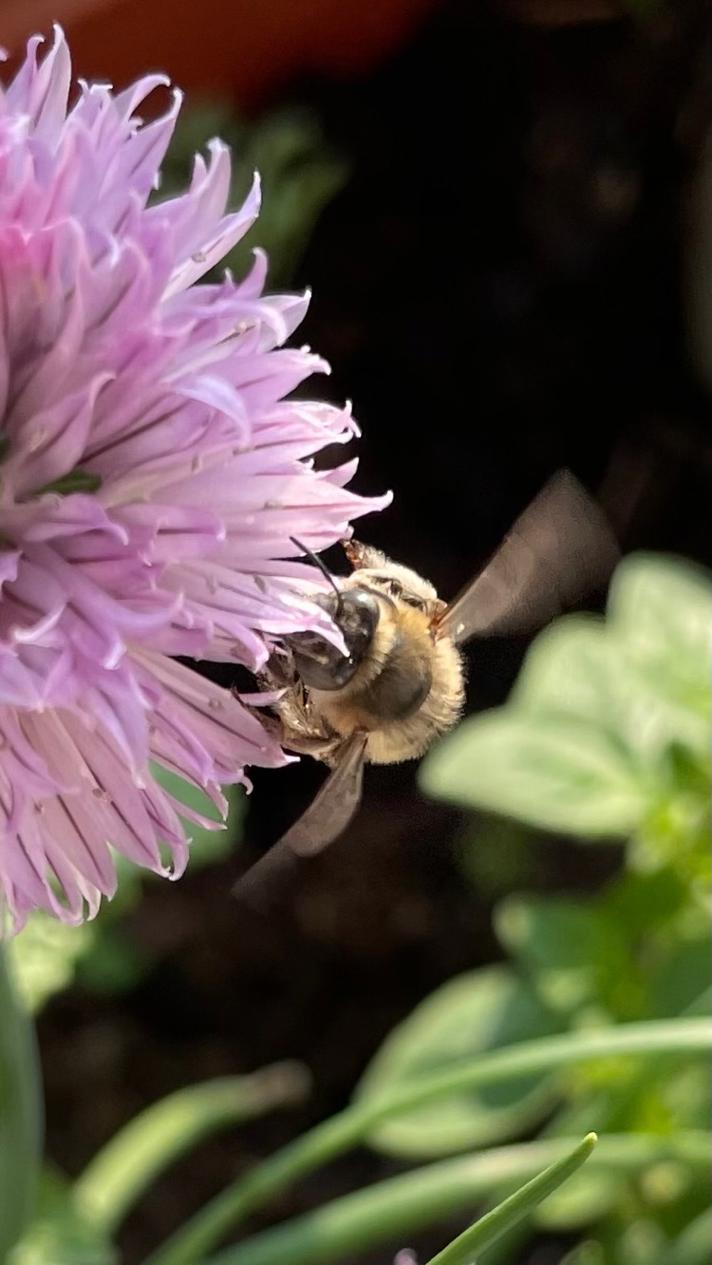 Anthophora sp.