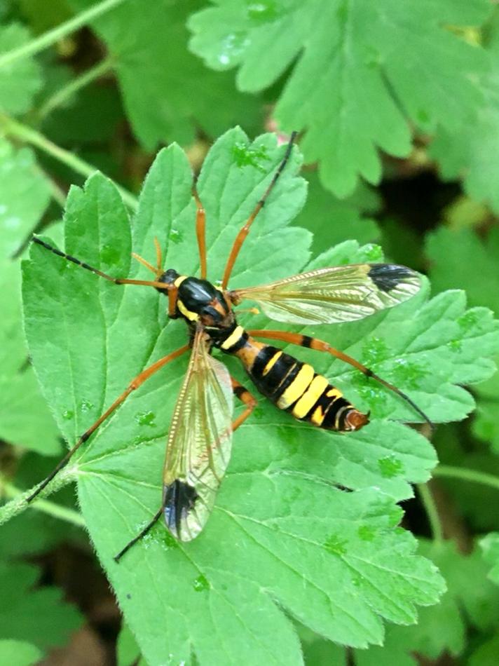 Ctenophora ornata