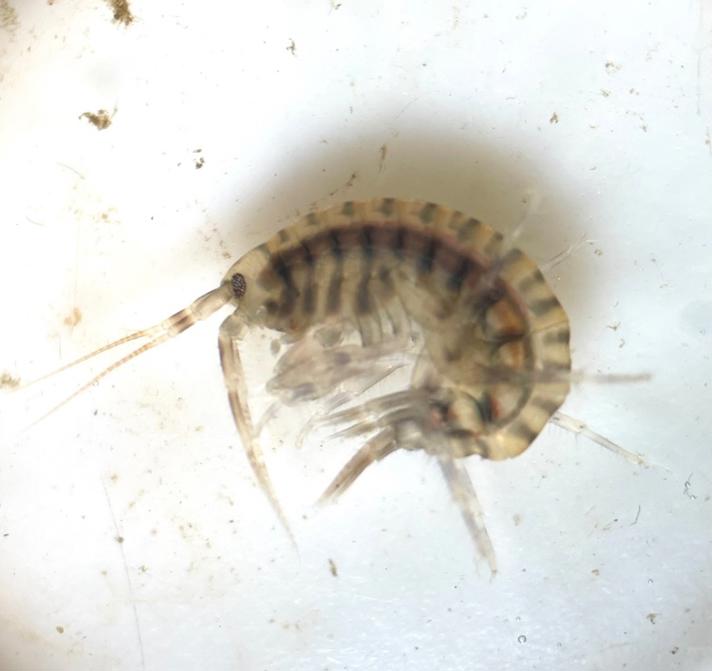 Gammarus zaddachi