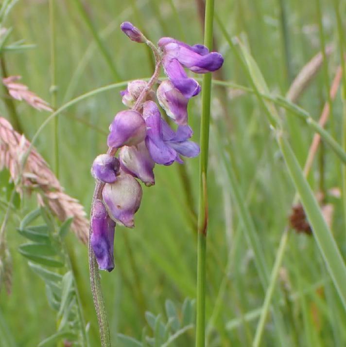 Contarinia craccae