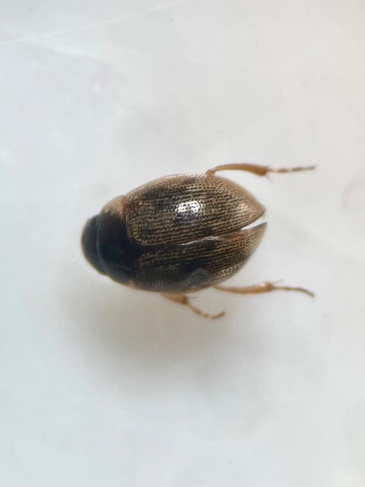 Laccobius sp.