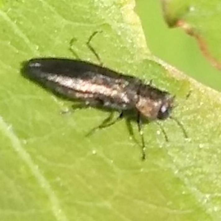 Agrilus sp.