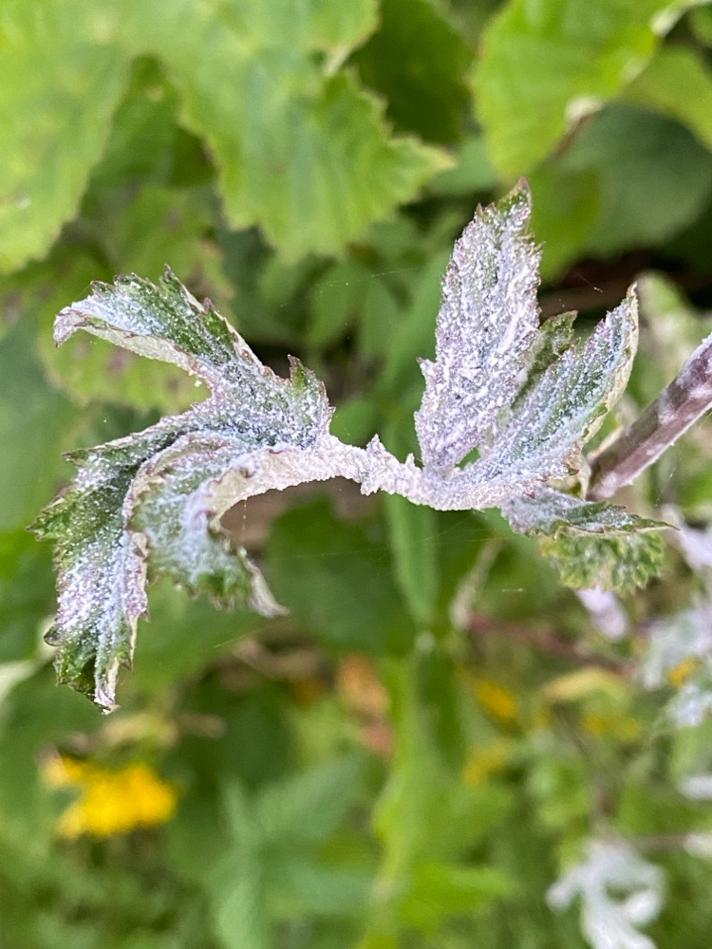 Podosphaera filipendulae