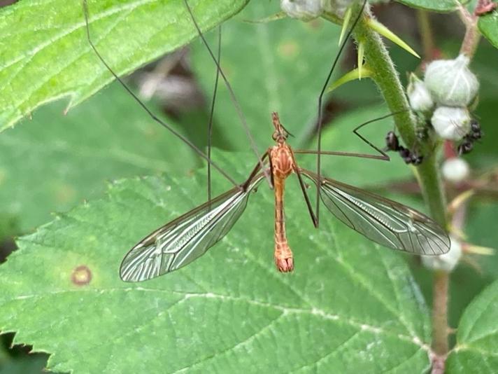 Tipula lunata